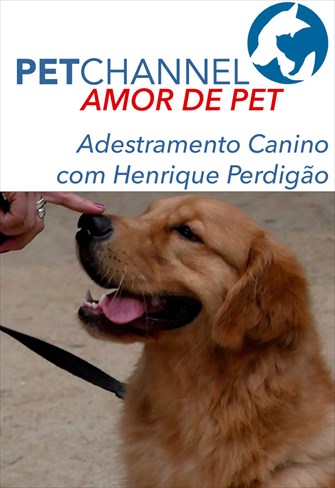 Amor de Pet - Adestramento Canino com Henrique Perdigão